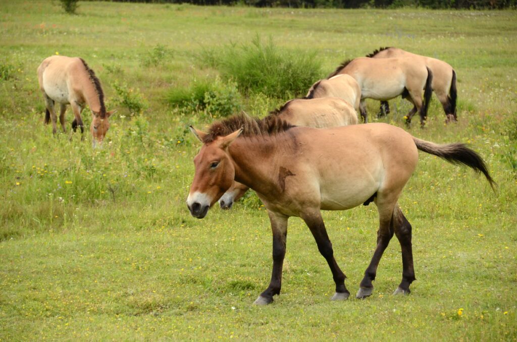 Seltene Urwildpferde als Landschaftspfleger